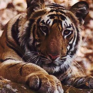 Meet your Posher, Diane