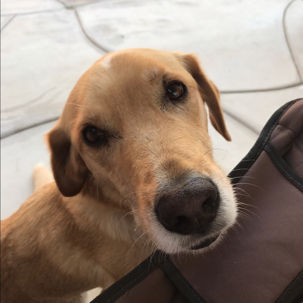 Meet your Posher, Alexis