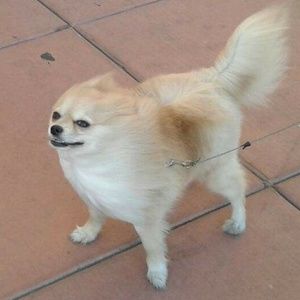 Meet your Posher, Ronald