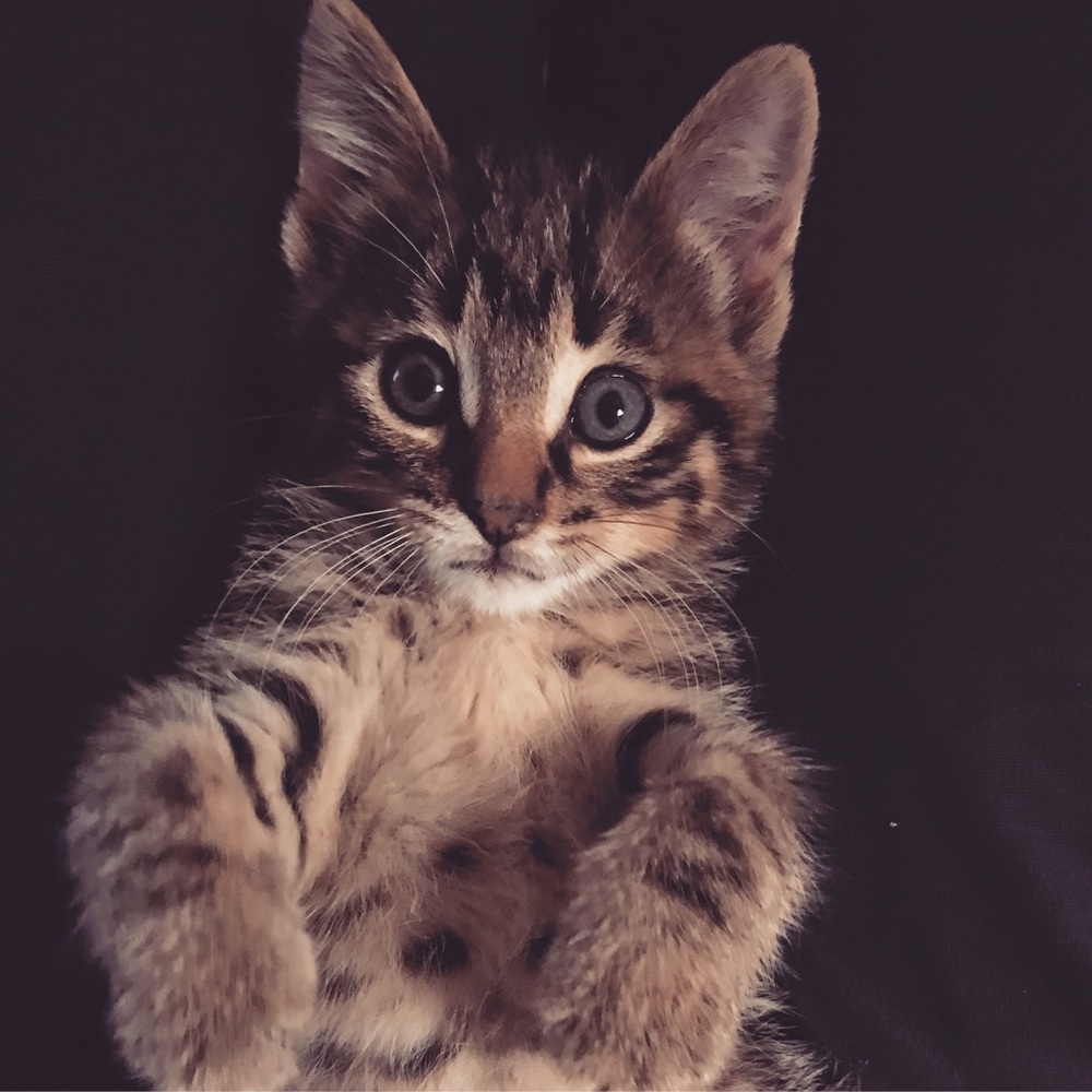 Meet your Posher, Brooke