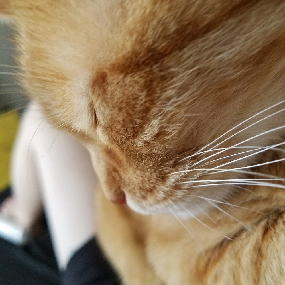 Meet your Posher, Clementine