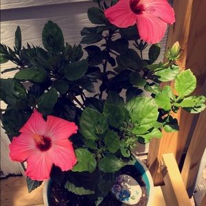 Meet your Posher, Asia