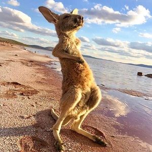 Meet your Posher, Terry