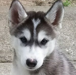 Meet your Posher, Lindsay