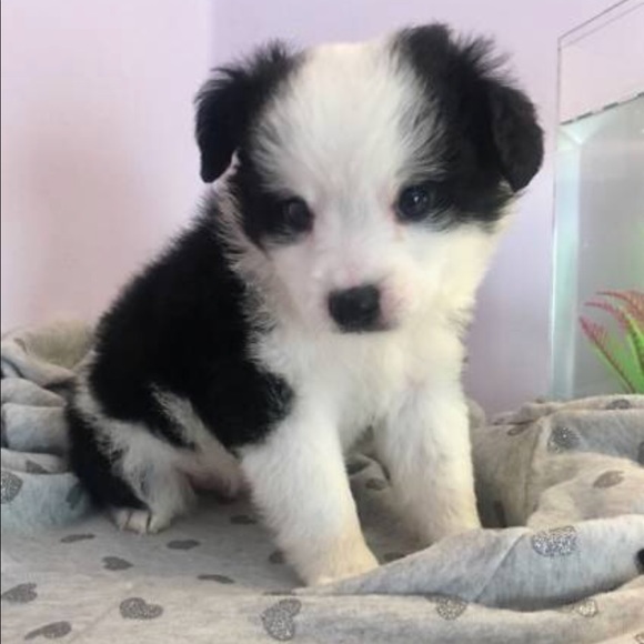 Meet your Posher, Cami - Picture 1 of 1