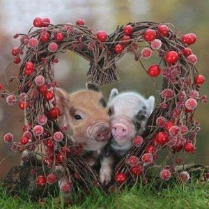 Meet your Posher, Norma