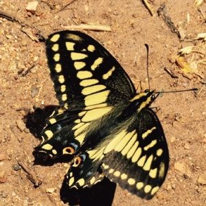 Meet your Posher, Madison