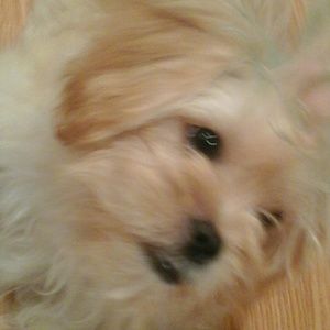 Meet your Posher, Rena