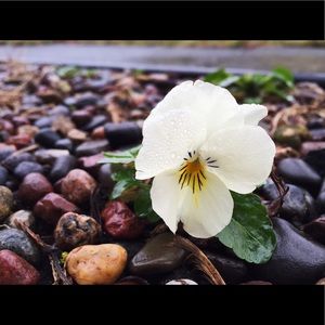 Meet your Posher, Grace