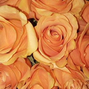 Meet your Posher, Ale