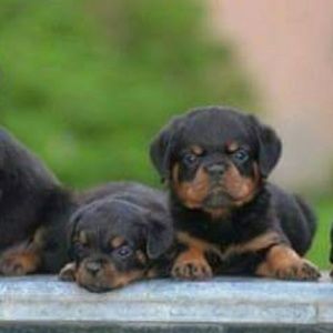 Meet your Posher, Veronica