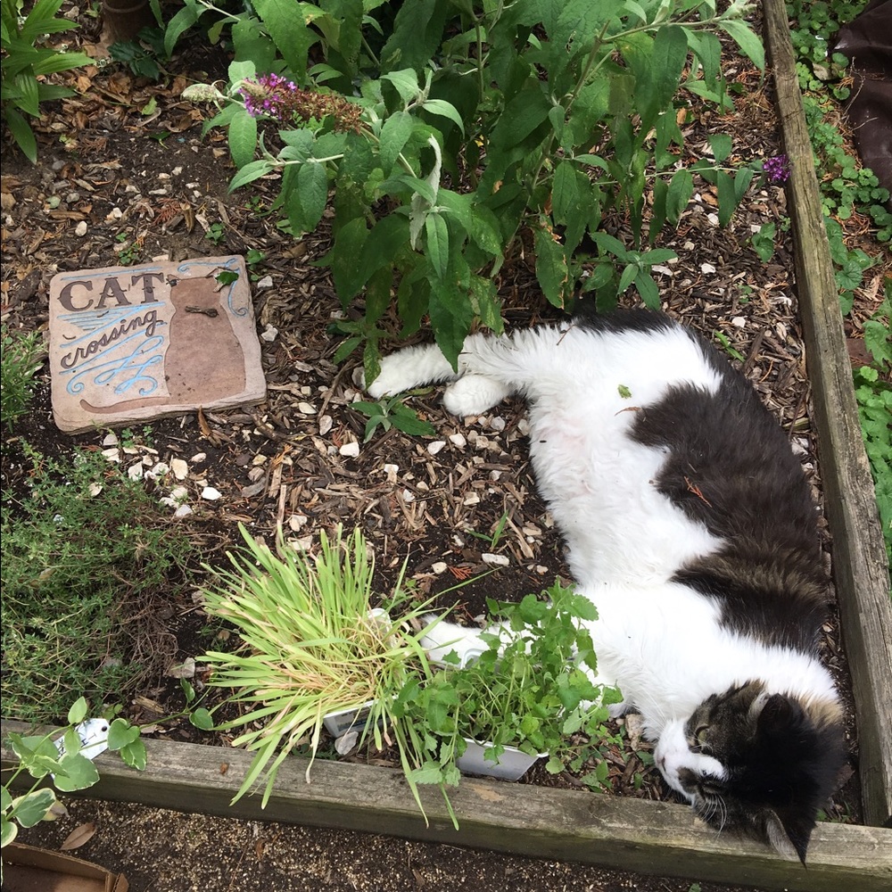 Cat nap from catnip