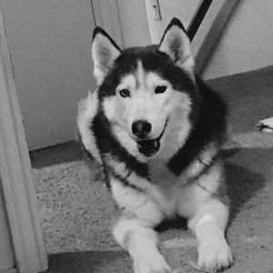 Meet your Posher, Daisy