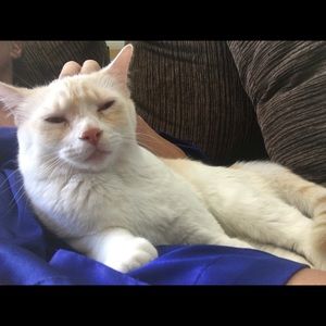Meet your Posher, Ginger