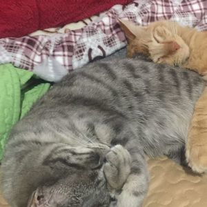 Meet your Posher, Sheila