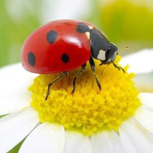 Meet your Posher, Bugs