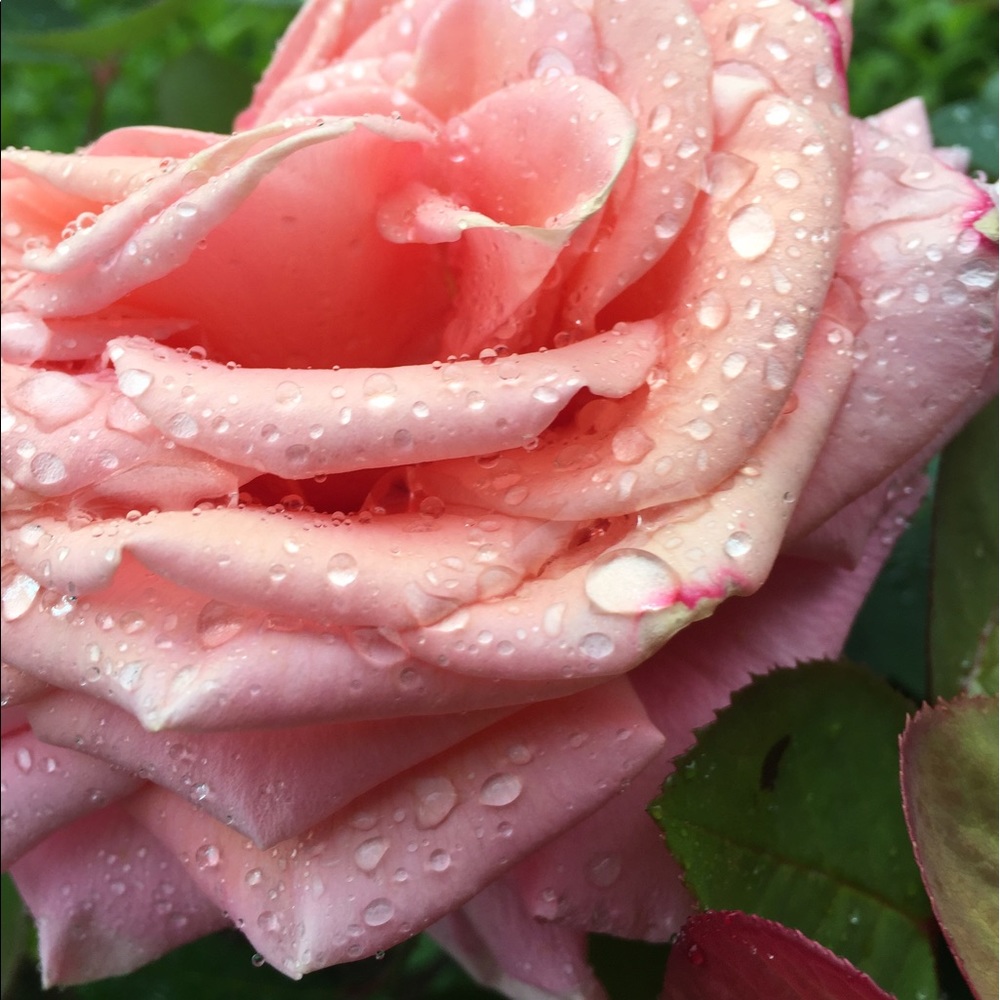 Meet your Posher, Lexxi