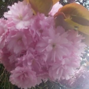 Meet your Posher, Maya