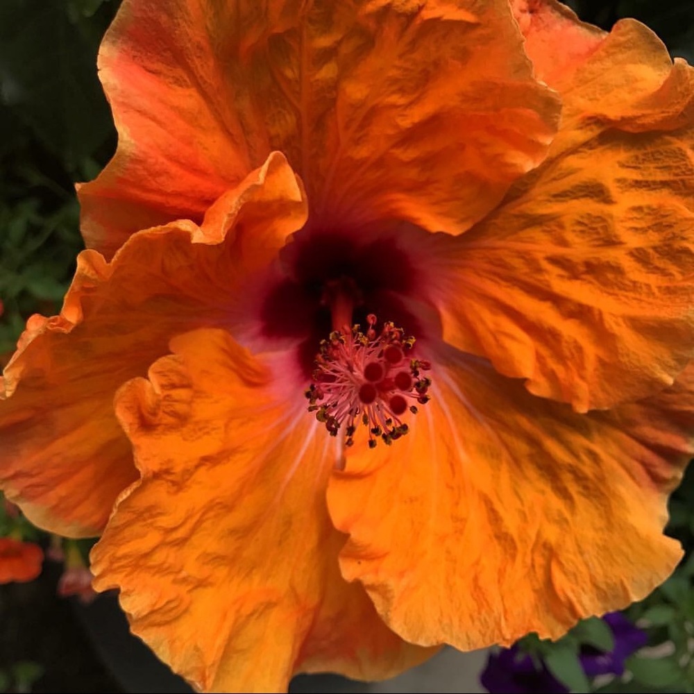 Meet your Posher, Ronni