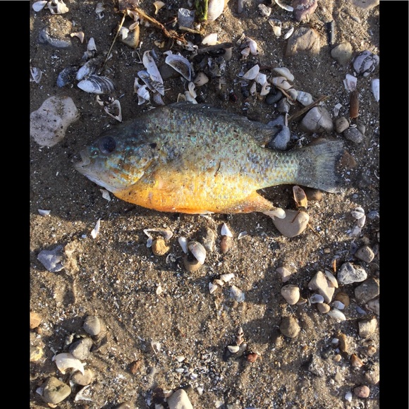 Meet your Posher, Alexis - Picture 1 of 1