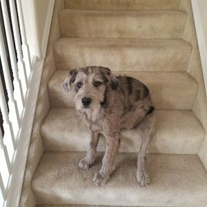 Meet your Posher, Steven