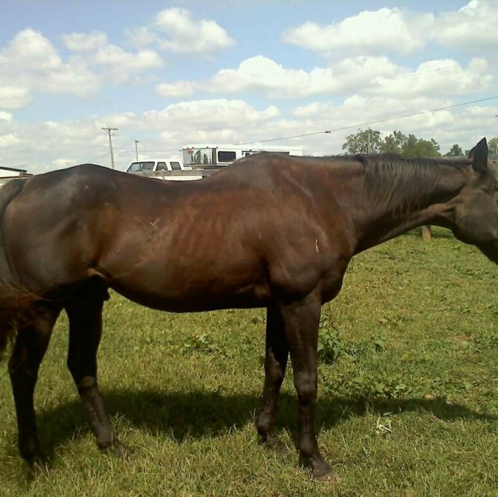 Meet your Posher, Genie