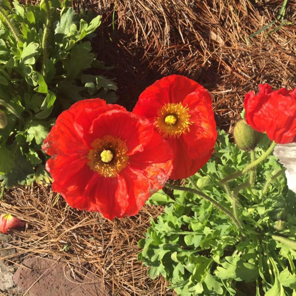 Meet your Posher, Heather