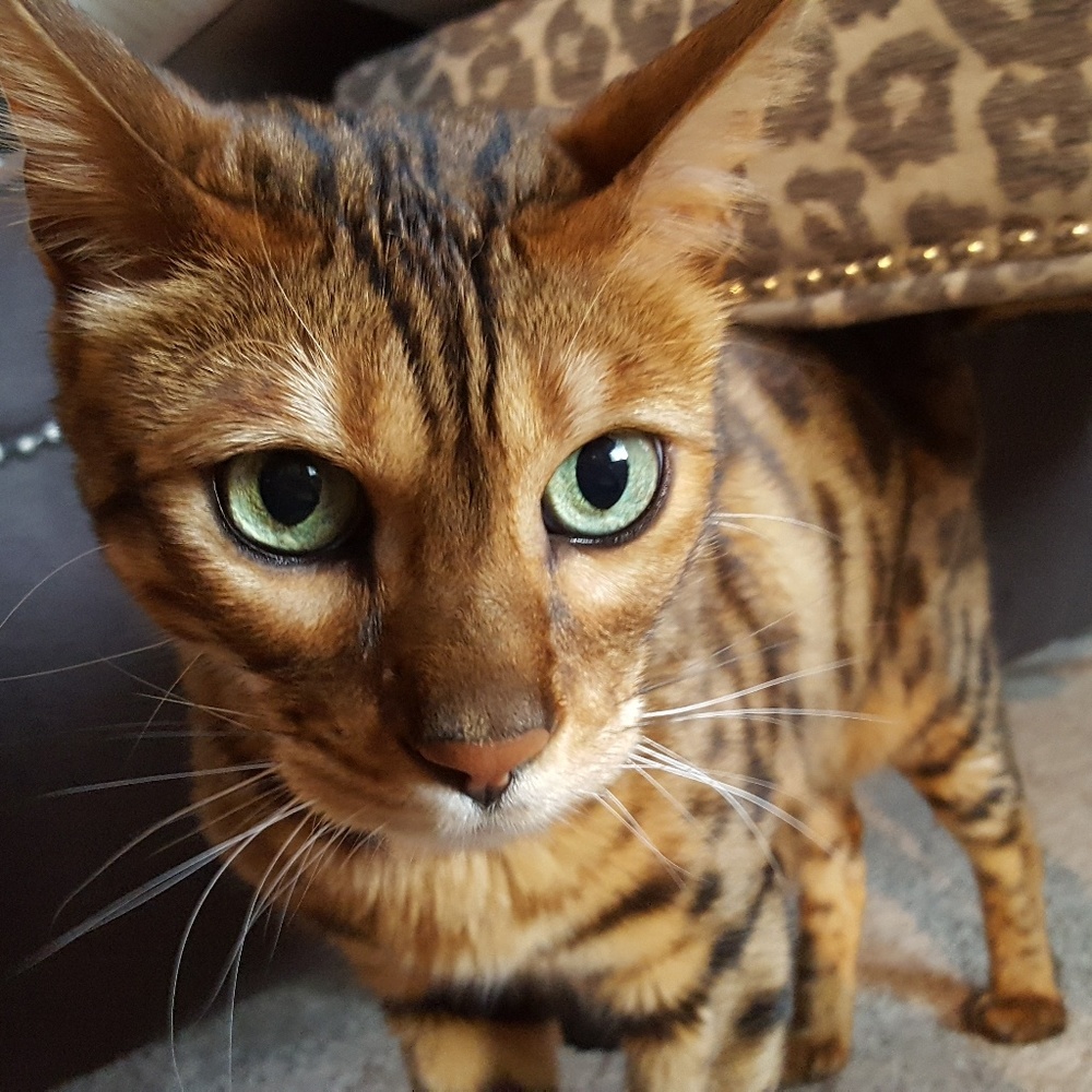 Meet your Posher, April