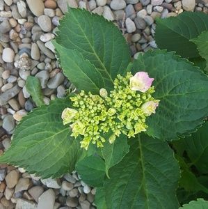 Meet your Posher, Sharla