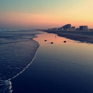 Meet your Posher, Riley