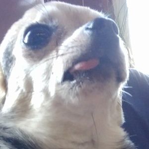 Meet your Posher, Abbie