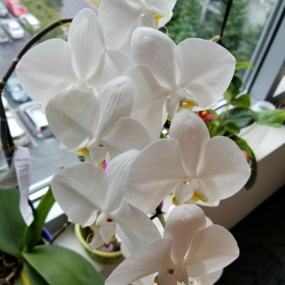 Meet your Posher, Lm