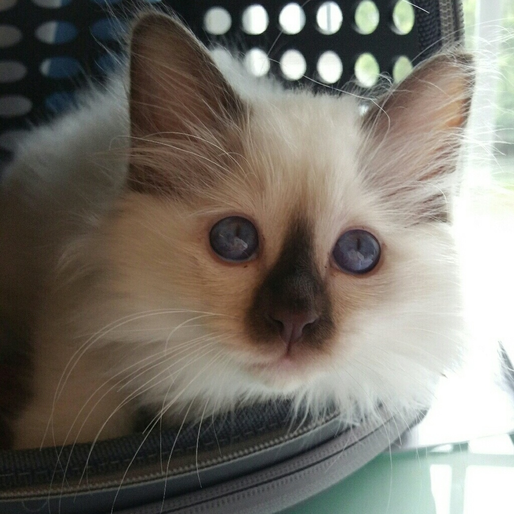 Meet your Posher, Julia