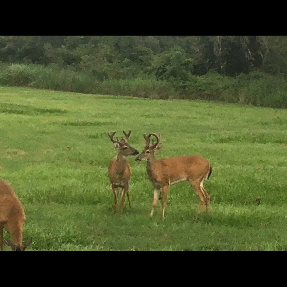 Meet your Posher, Patti