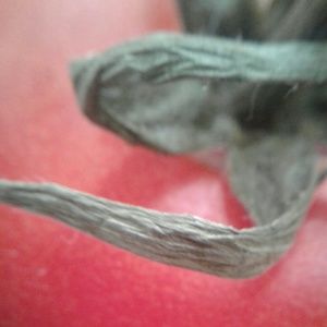 Meet your Posher, Jana