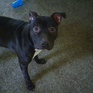 Meet your Posher, Jose