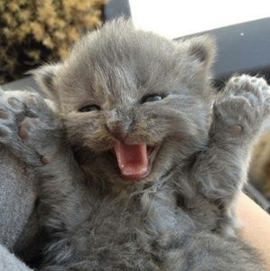 Meet your Posher, Liz