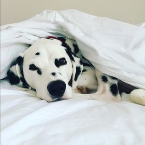 Meet your Posher, Sandy