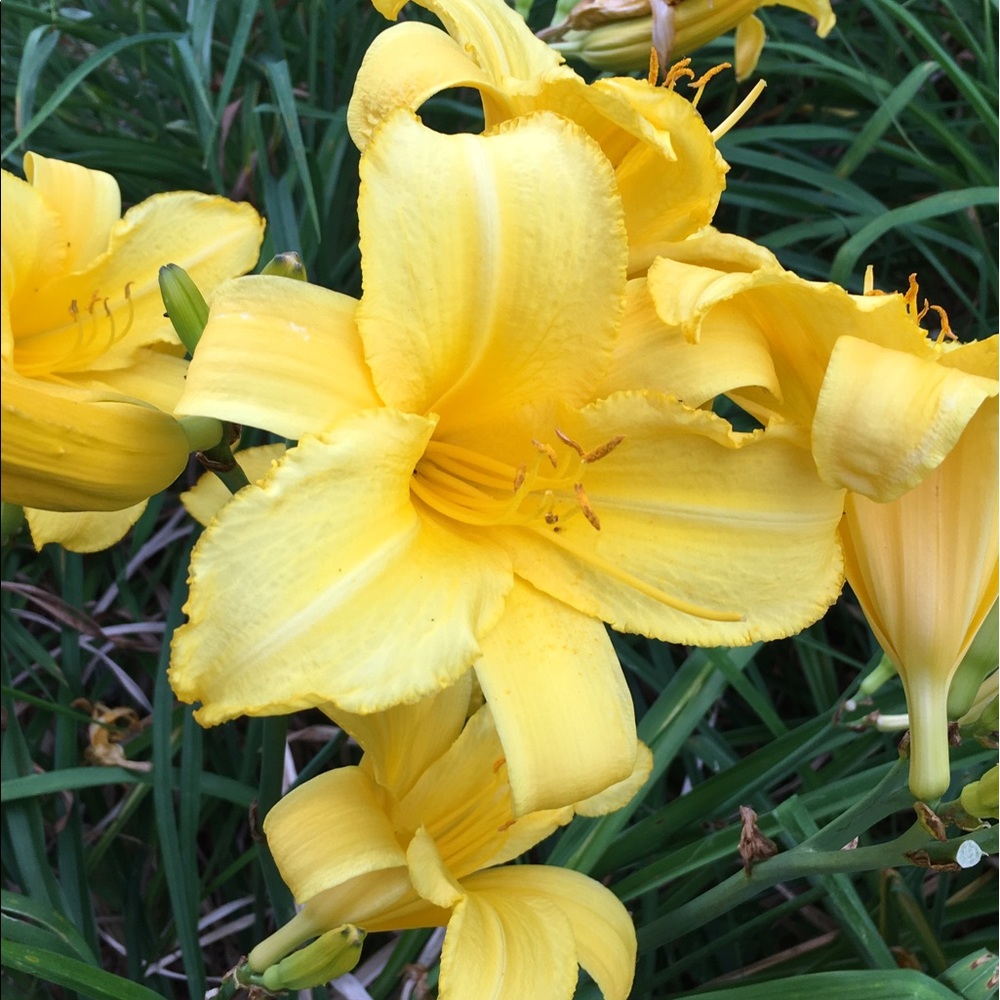 Meet your Posher, Marcie