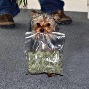 Meet your Posher, Chingyee