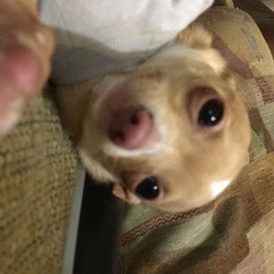 Meet your Posher, Joe