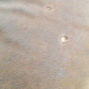 Meet your Posher, Nevan