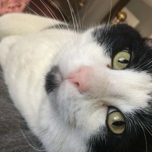 Meet your Posher, Molly