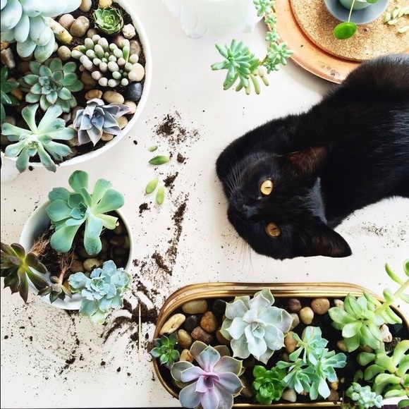 Full! Get 10% off any item/bundle for 1 hour! - Picture 2 of 4