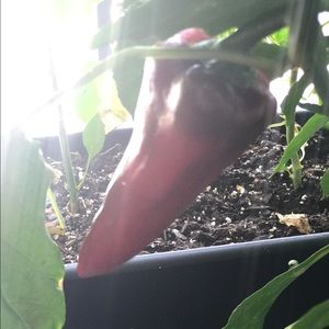 Meet your Posher, Stacy