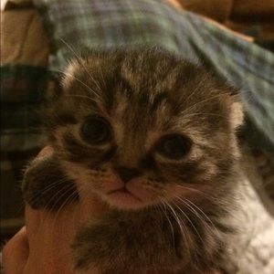 Meet your Posher, Faye