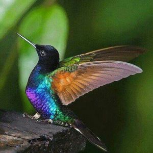 Meet your Posher, Dianne