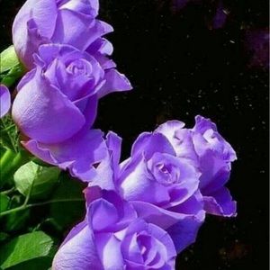 Meet your Posher, Elham