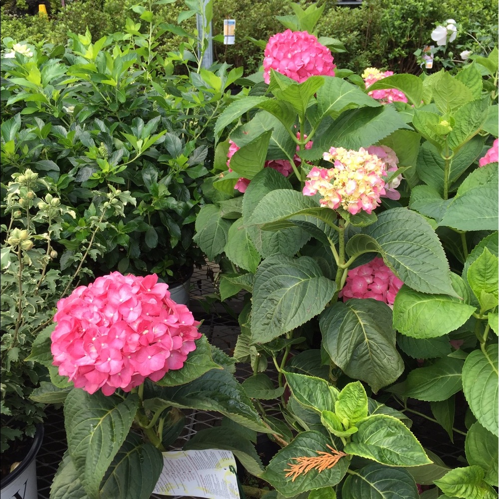 Meet your Posher, Kerri