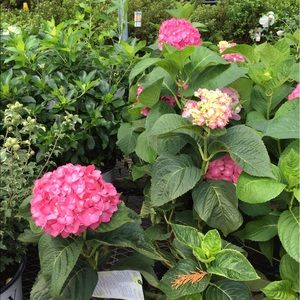 Meet your Posher, Kerri